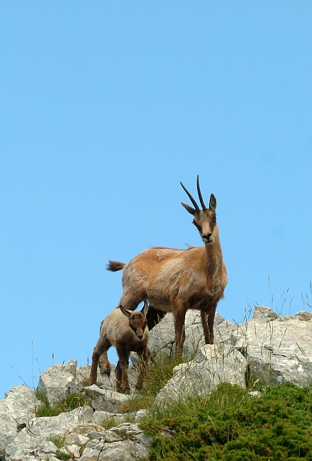 Camoscio d''Abruzzo Rupicapra pyrenaica ornata